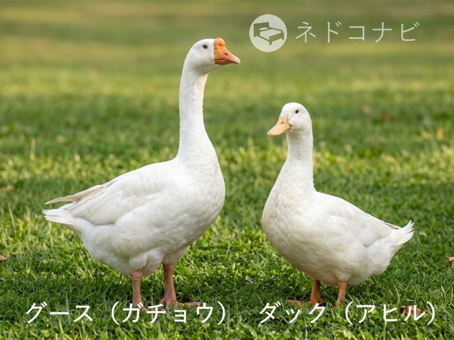 羽毛はグースとダックの2種類が主流